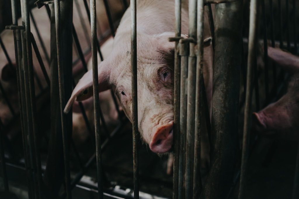 Image shows pig on farm