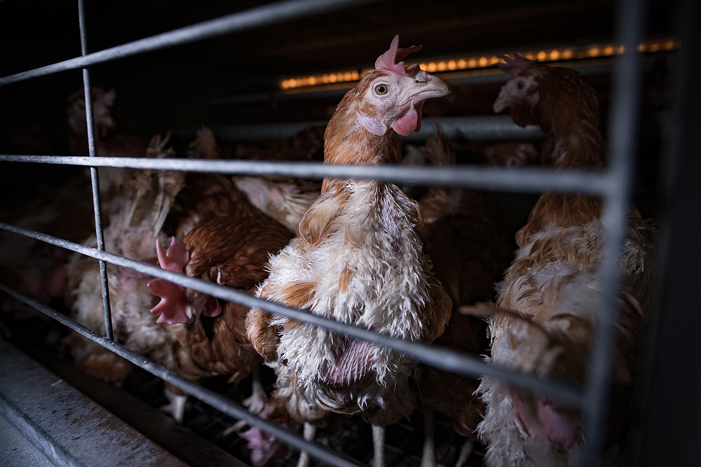 Image shows chicken on farm