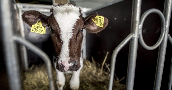 Stop New Federal Ag Gag Bill
