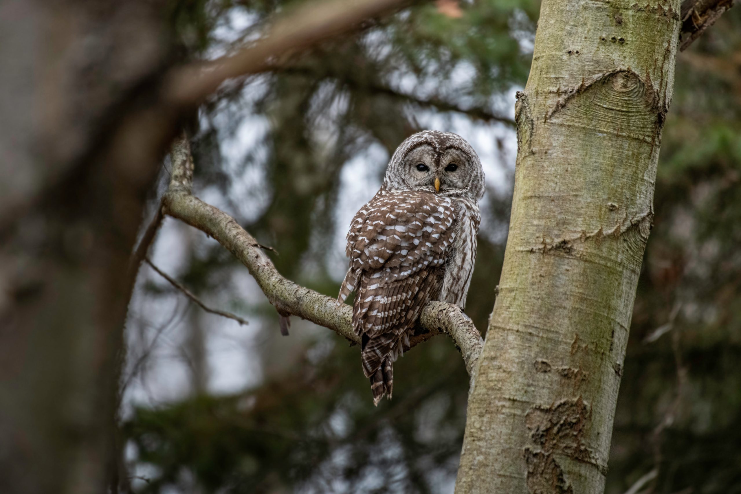 Image shows barred owl in tree