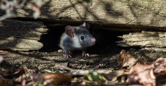 Help Ban Cruel Rodenticides in BC