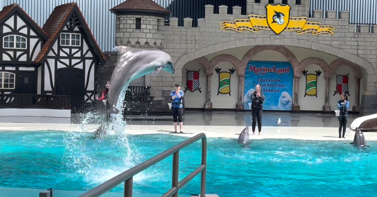 Image shows dolphin jumping from water at Marineland show