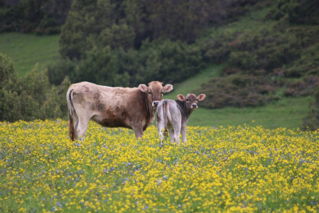 Image shows cows in field