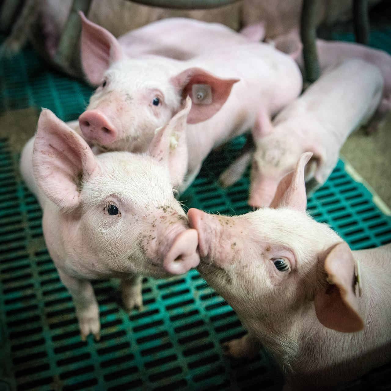 Image shows pigs on farm
