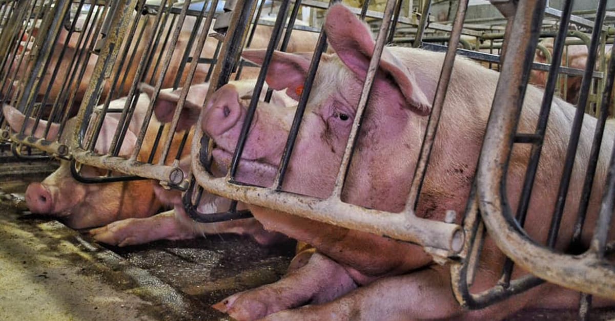 Image shows pig in gestation crate at Porgreg pig farm