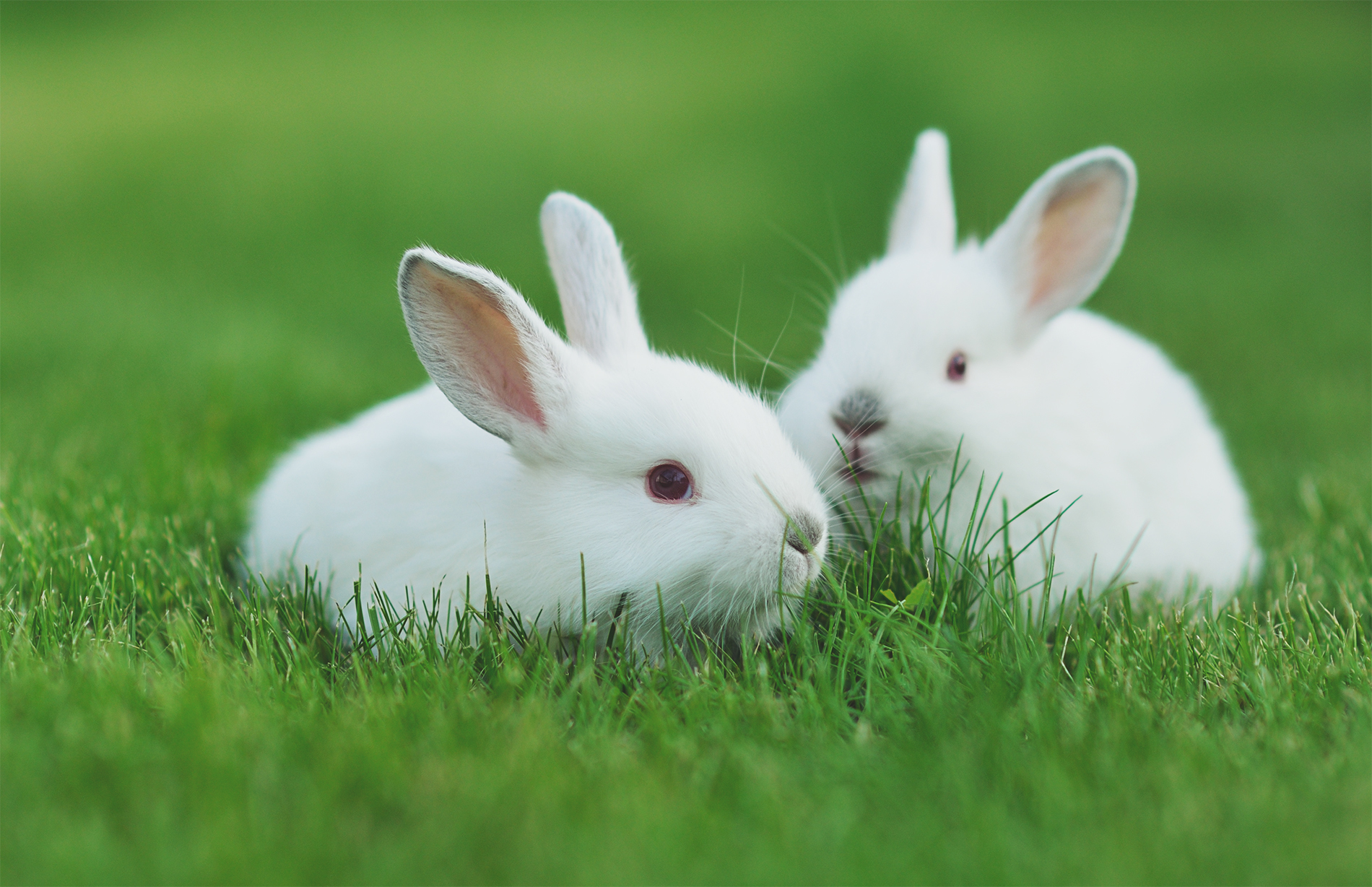 Image shows two rabbits in field