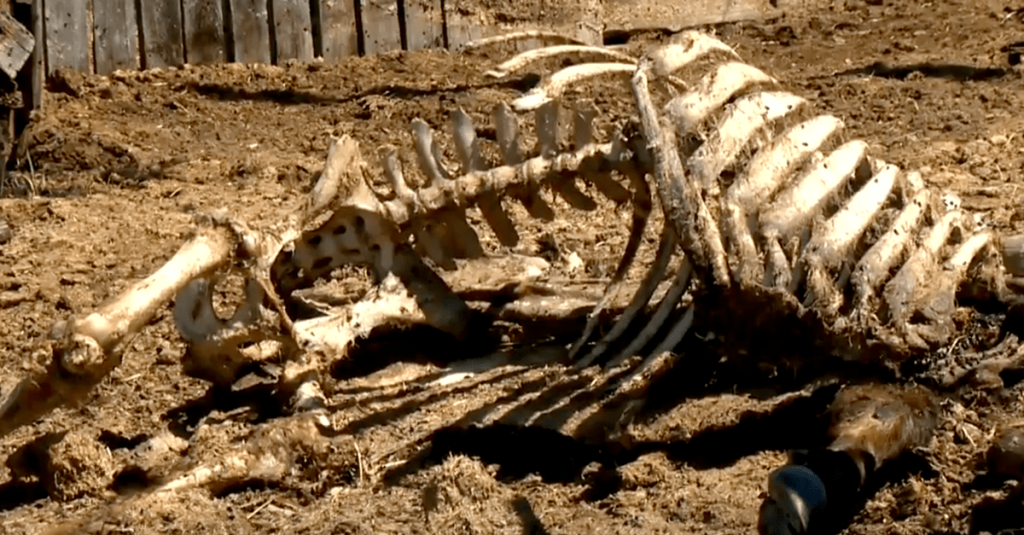 Image shows cow carcass.