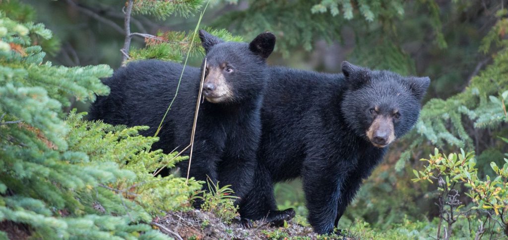 Image shows two black bears