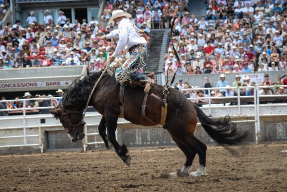 End Rodeo & Chuckwagon Cruelty at the Calgary Stampede