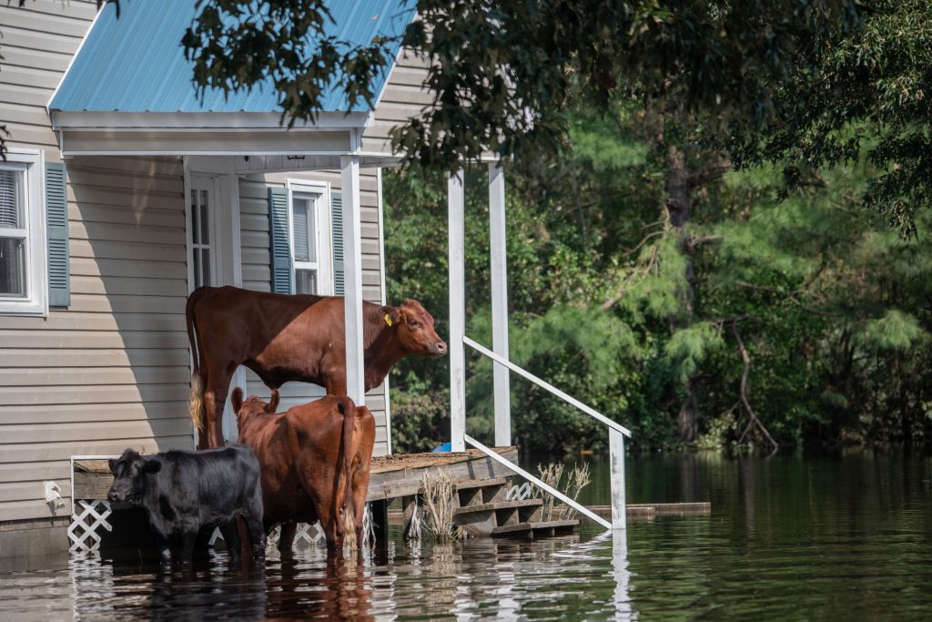 Image shows cows on porch during flood.