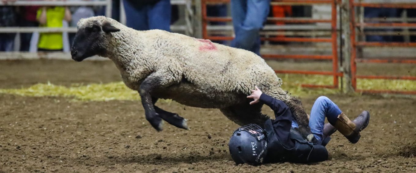 “Mutton Bustin’” Endangers Children & Sheep at the Manitoba Stampede