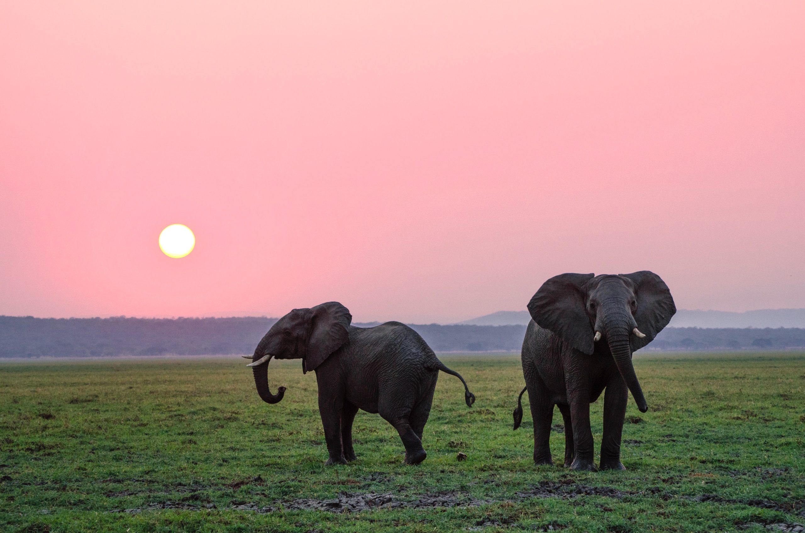 Image shows two elephants