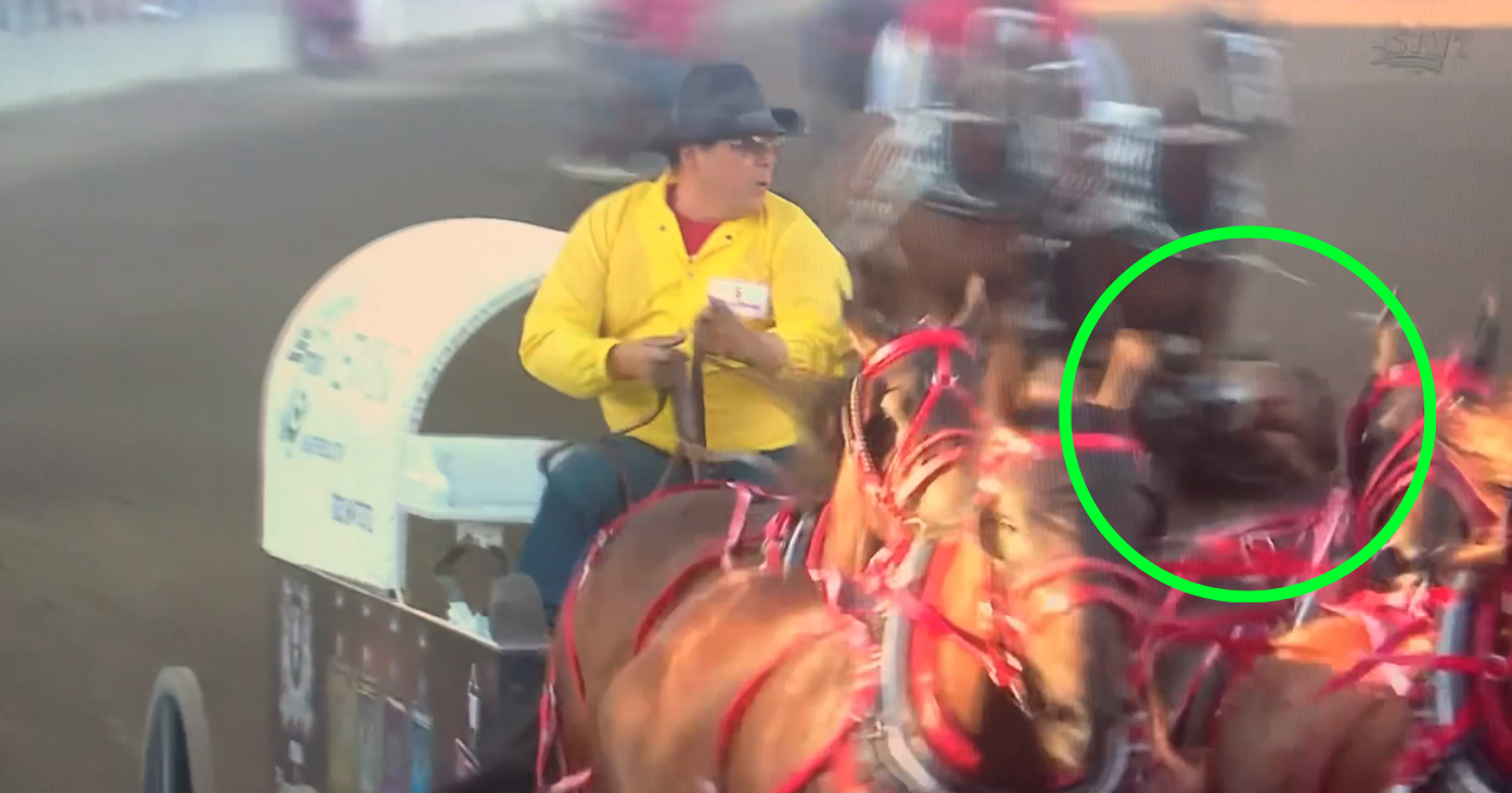 Image shows horse falling in 2022 Calgary Stampede chuckwagon race