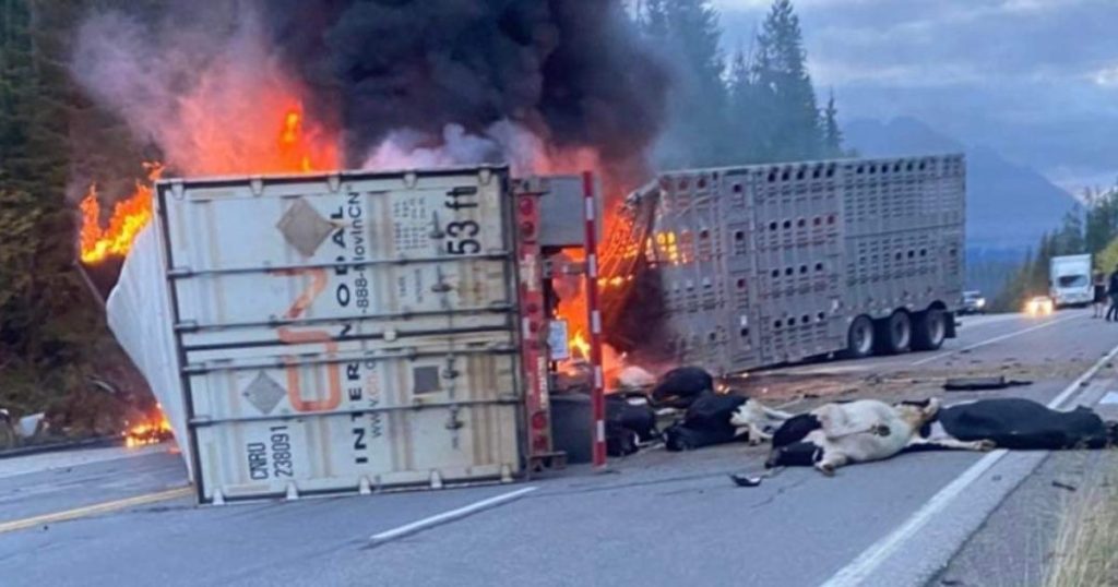 Image shows truck on fire with dead cows