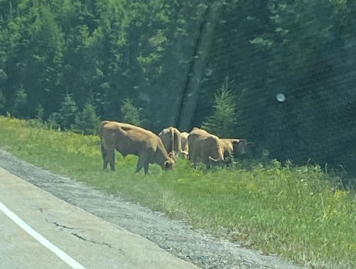Image shows group of cows near highway