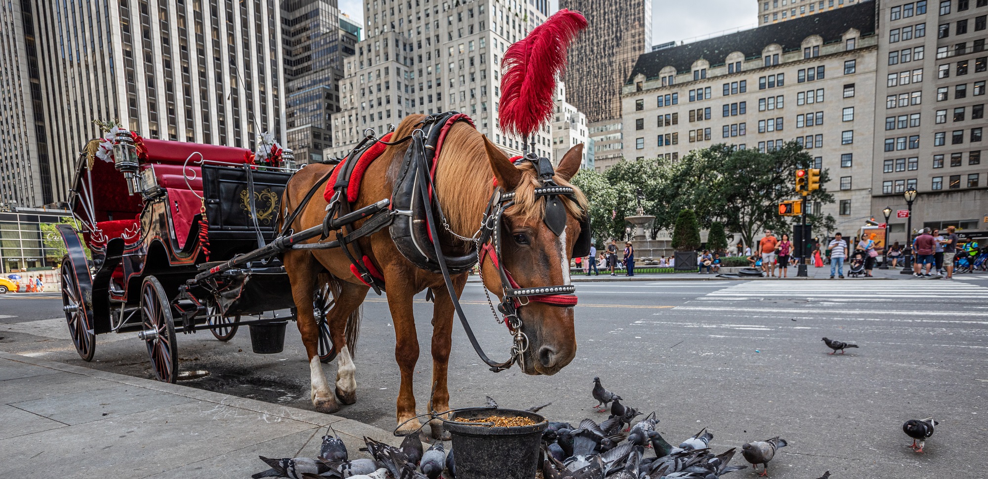 Image shows horse in New York City