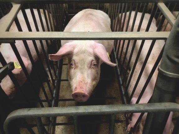 Pigs Beaten, Kicked, & Suffering at Paragon Farms