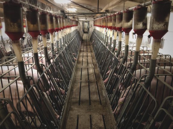 Antibiotic Use on Canadian Farms is a Threat to Us All
