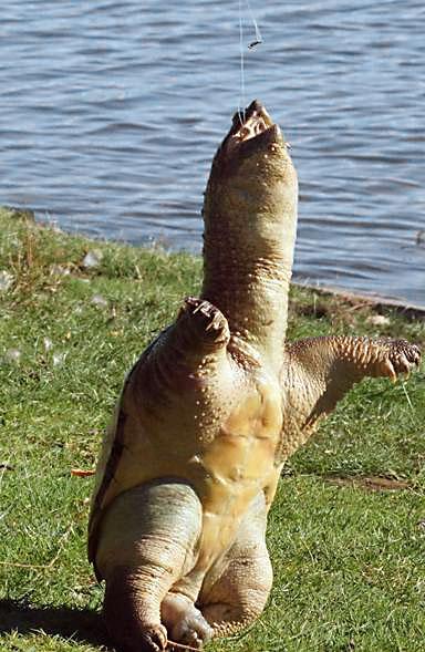 Image shows dead snapping turtle with fishing hook in mouth