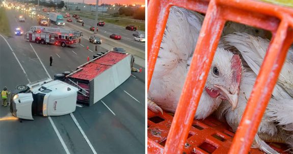 Animal Justice Calls for Cruelty Investigation Following Highway 403 Chicken Truck Rollover