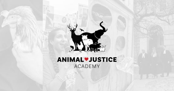 New Year’s Resolution: Get Active for Animals!