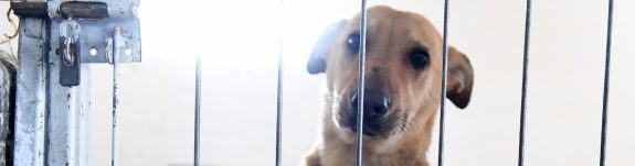 Government Petition e-4122: Exempt Rescue Dogs from Canada’s Import Ban
