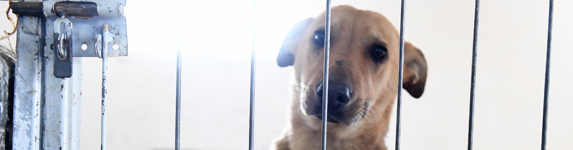 Image shows dog in kennel