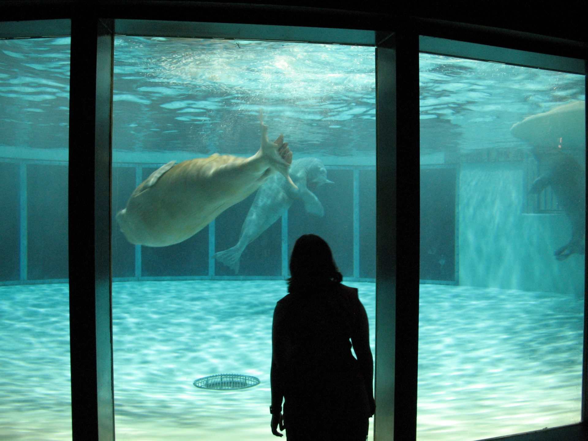 Marineland Walrus Smooshi to Be Relocated Following Decade-Long Lawsuit ...