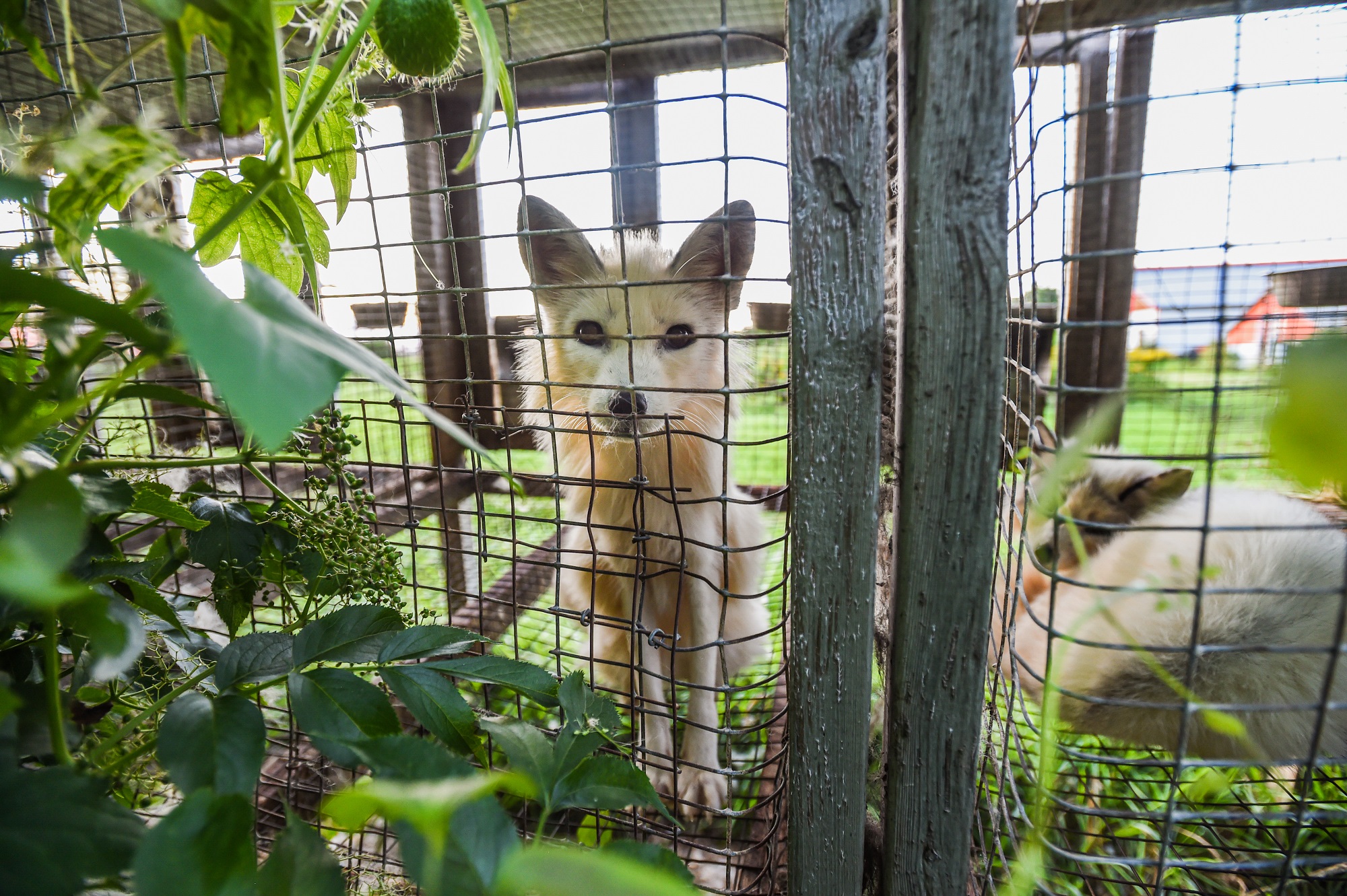 A farmed fox stares into the camera from inside their barren wire mesh cage at a fur farm in Quebec, Canada. In the neighbouring enclosure, another fox lies curled up atop the bare wire floor of their cage. These calico or marble-coated foxes spend their entire lives, and typically alone, inside these types of cages. They are used for breeding or will eventually themselves be killed for their fur.