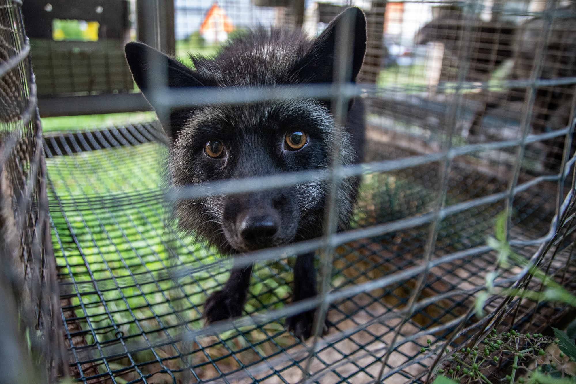 A silver fox stares through the wire from inside a barren cage at a fur farm in Quebec, Canada. Farmed foxes will spend their entire life confined, and typically alone, inside this type of cage. Foxes like this individual are used for breeding or will eventually be killed for their fur.