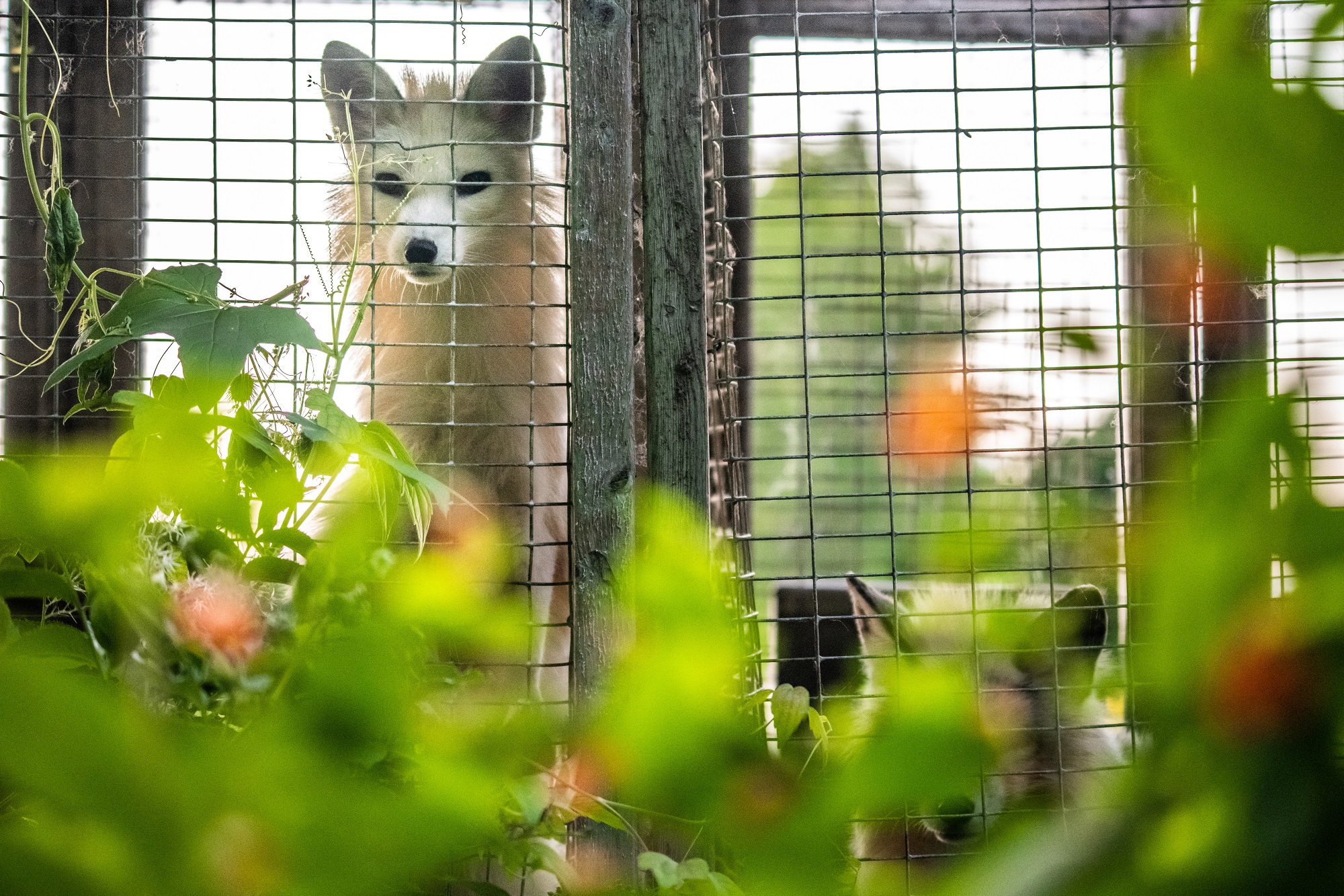 Two farmed foxes dwell side by side, alone in barren cages at a fur farm in Quebec, Canada. These calico or marble-coated foxes spend their entire lives separated from each other inside these types of cages. They are used for breeding or will themselves eventually be killed for their fur.
