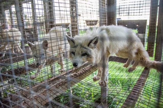 Farmed foxes peer through the wire of their barren wire mesh cage at a fur farm in Quebec, Canada. These calico or marble-coated foxes spend their entire lives, separated and typically alone, inside these types of cages. They are used for breeding or will eventually themselves be killed for their fur.
