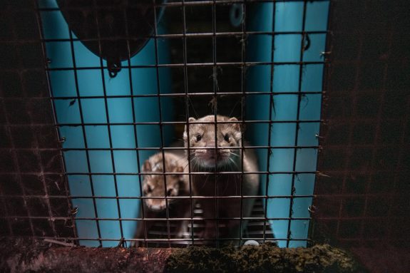 Ask Quebec to Ban Cruel Fur Farms