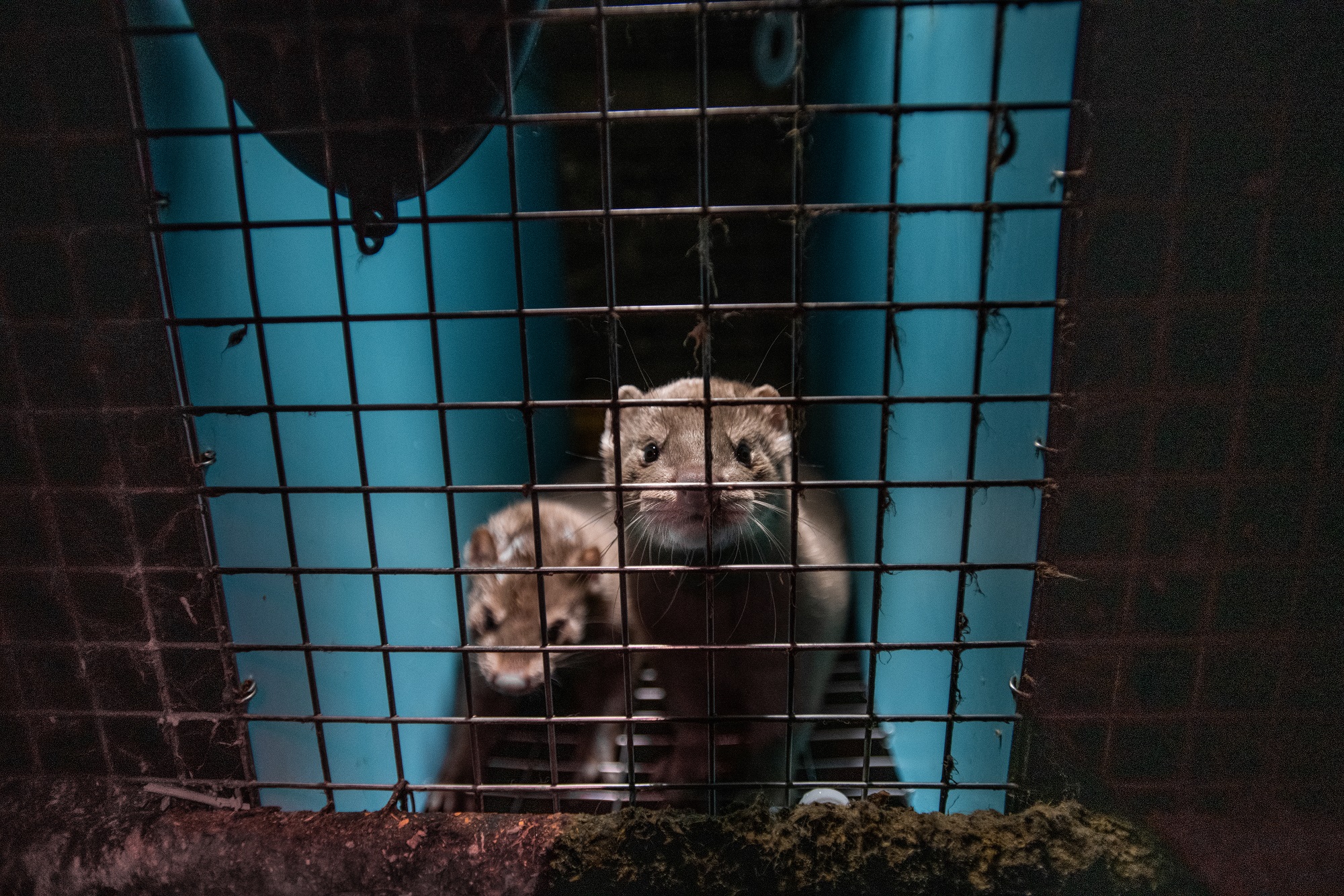 Two mink stare out through the wire mesh of their barren cage at a fur farm in Quebec, Canada. Their enclosure contains no nest or bedding.