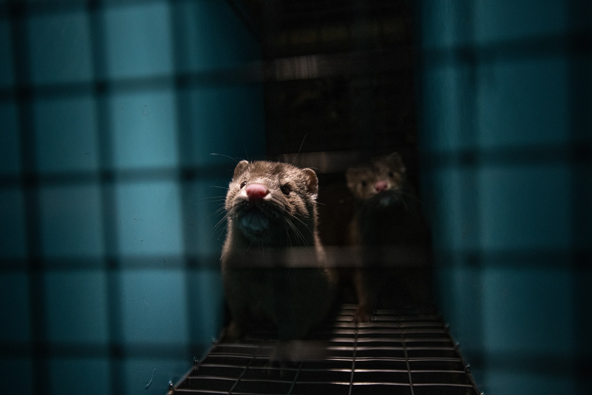 Two mink stare out through the wire mesh of their barren cage at a fur farm in Quebec, Canada. Their enclosure contains no nest or bedding.