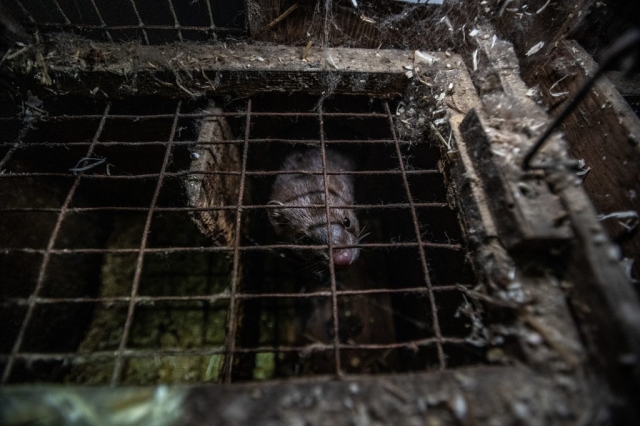 A lone female mink looks out through rusted wire mesh from the inside of a nesting box at a fur farm in Quebec, Canada. The exterior of her tiny enclosure in coated with a buildup of dirt and debris.