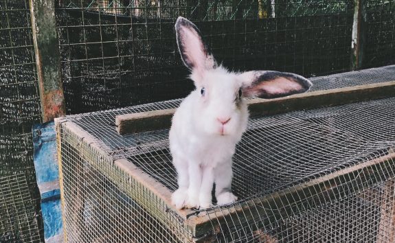 International Rabbit Day: Here’s Why Bunnies Need Your Help