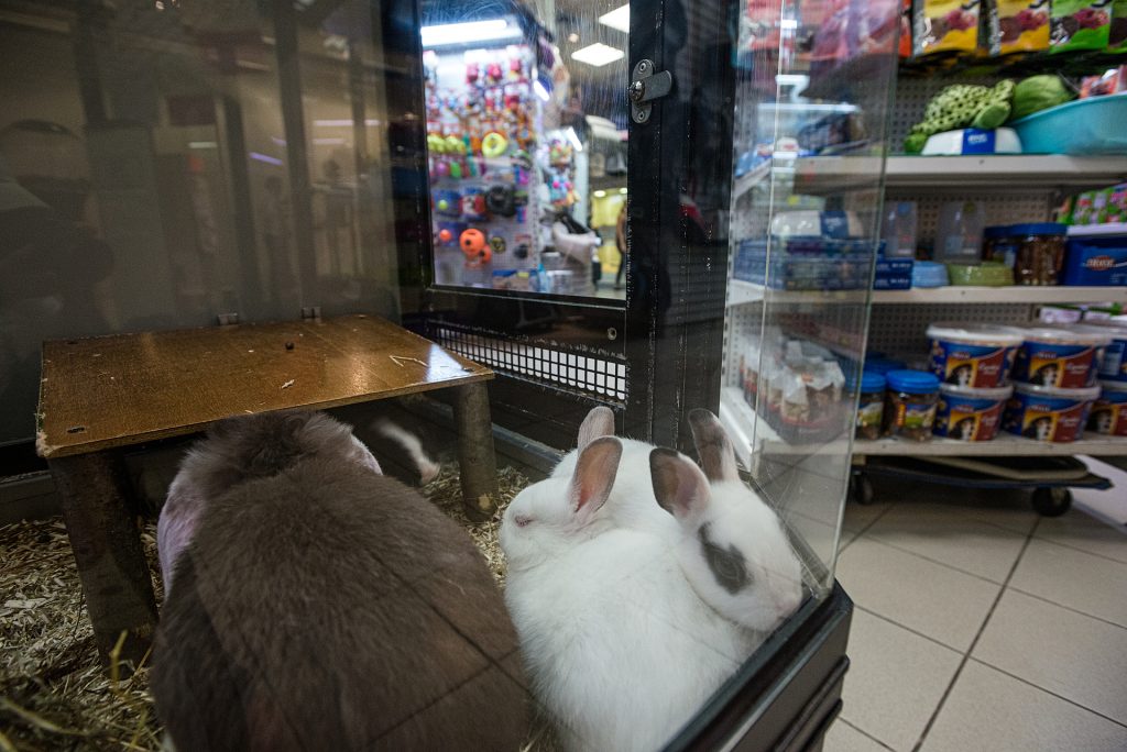 Rabbit pet store hotsell