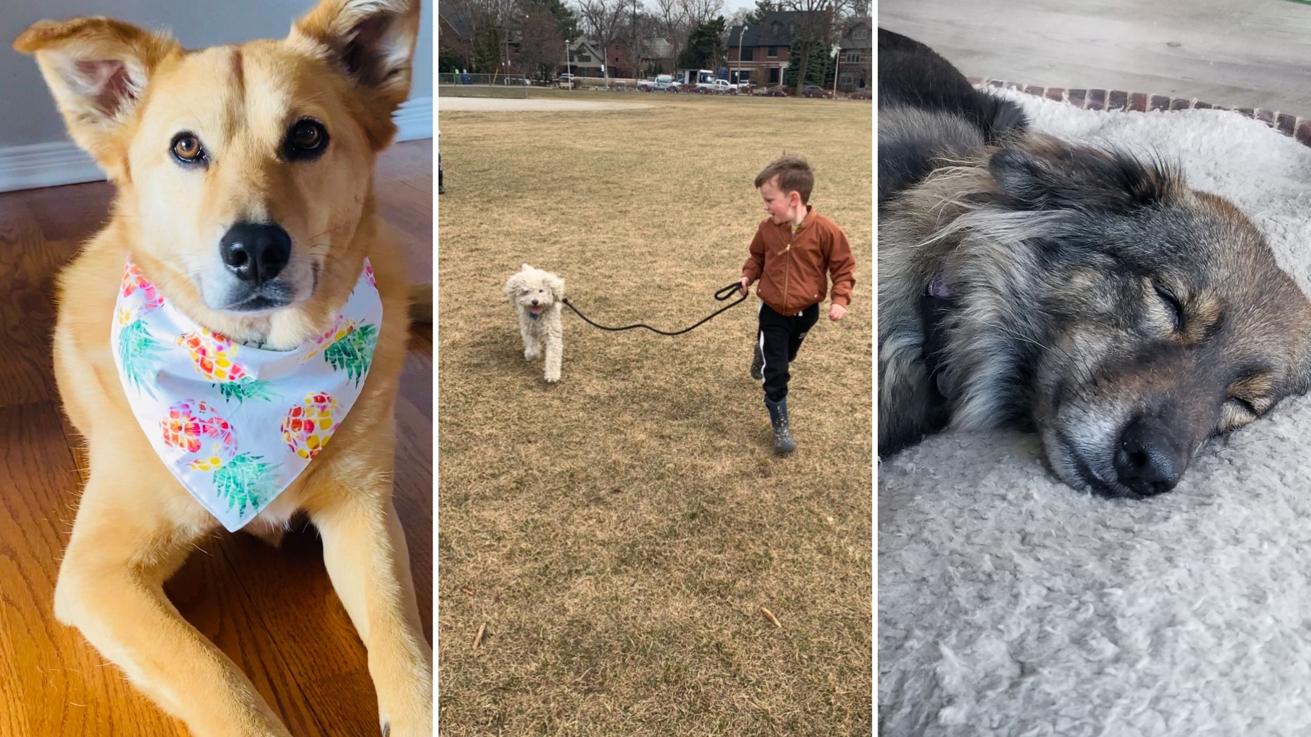 3 Heartwarming Dog Rescue Tales Show Why Canada Is Wrong To Ban 