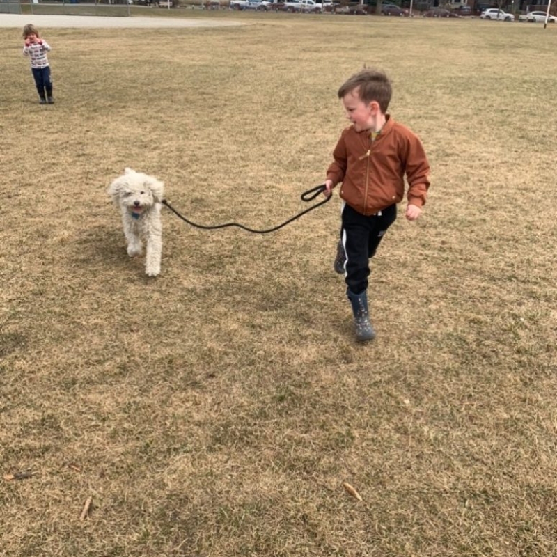 Image shows dog being walked