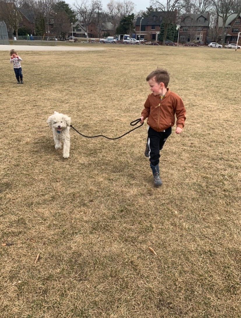 Image shows dog being walked