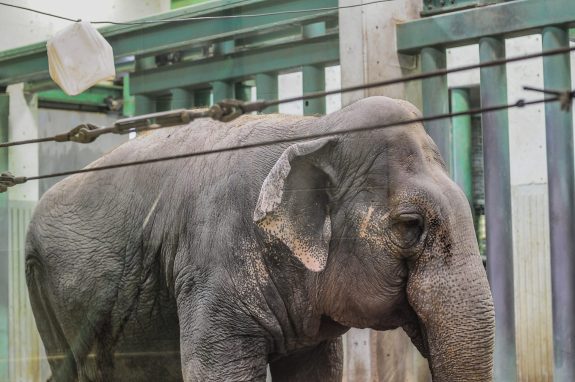 Save Lucy: World’s Coldest & Loneliest Elephant Languishes in Edmonton