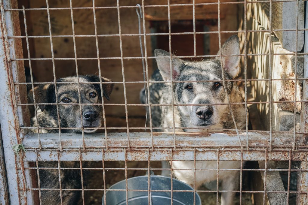 Image shows dogs in cage
