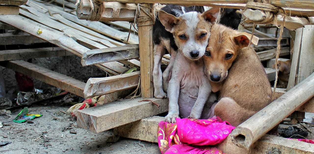Image shows puppies huddled on the street surrounded by rubble