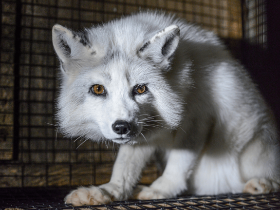 Ask Quebec to Ban Cruel Fur Farms