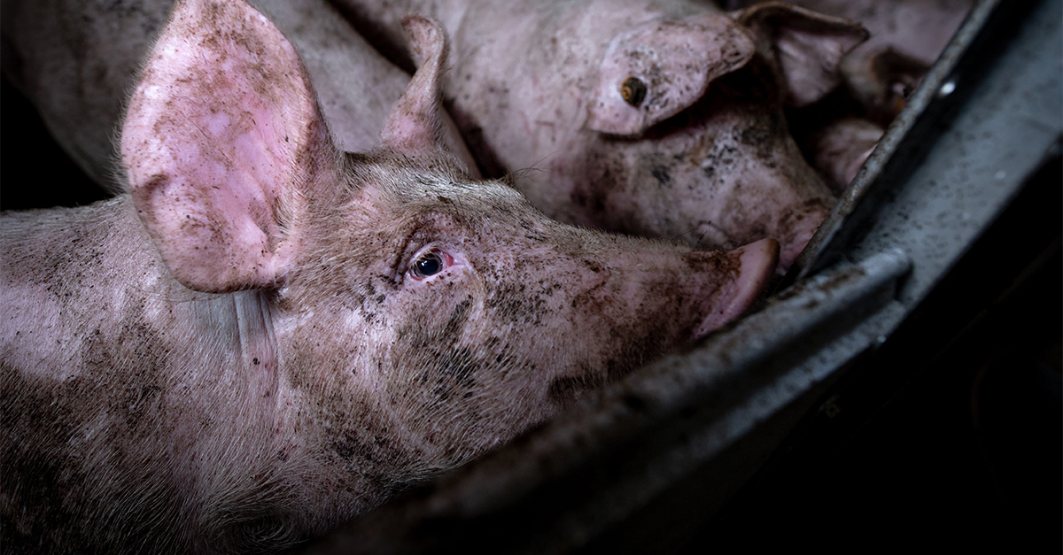 Image shows pig on farm