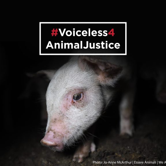 Join #Voiceless4AnimalJustice & Take a 24-Hour Vow of Silence for Animals￼