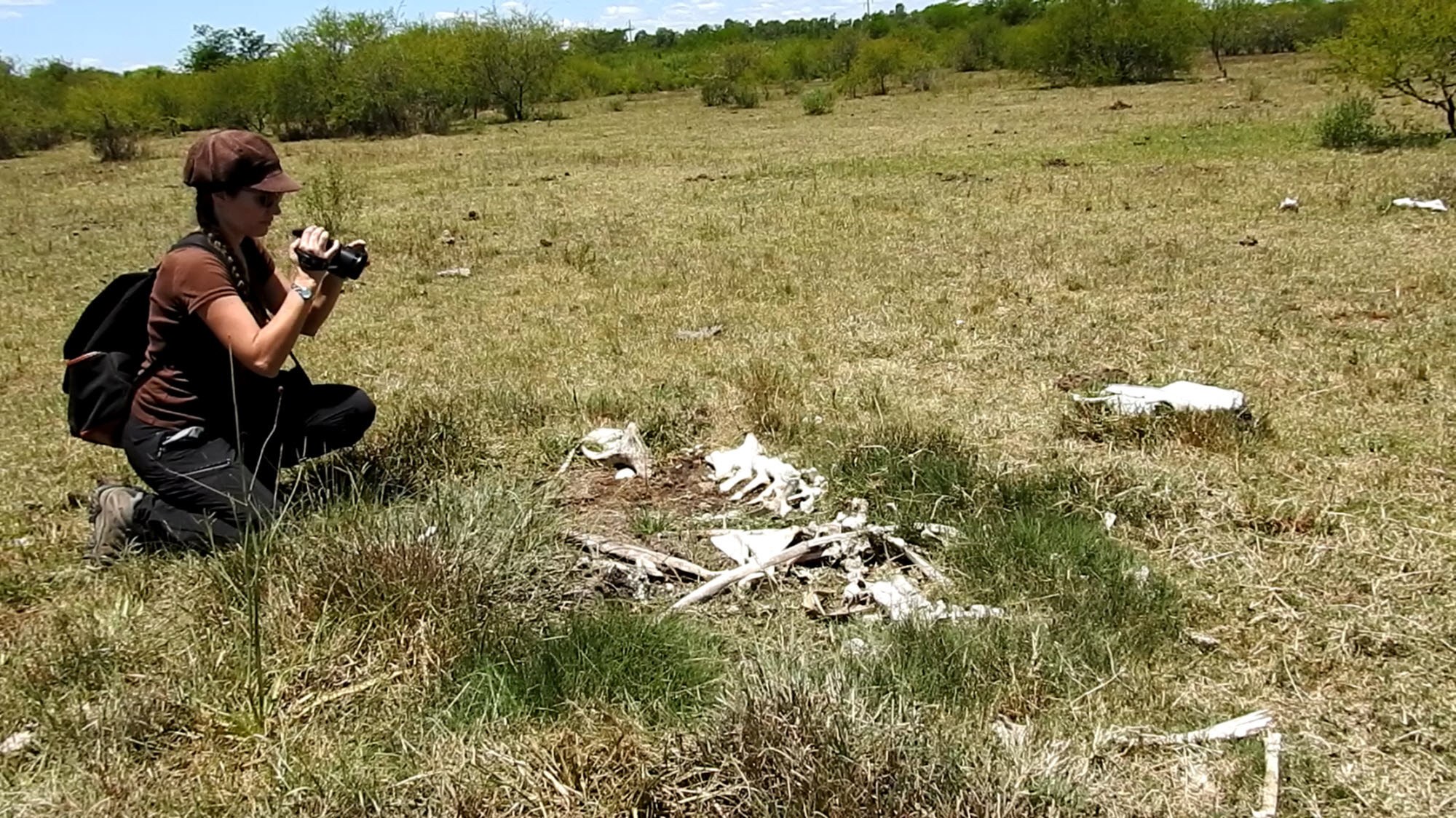 Image shows AWF team photographing animal remains