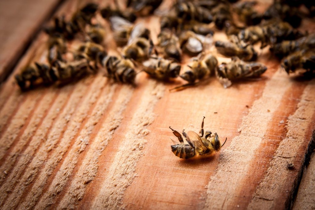 Image shows dead bees