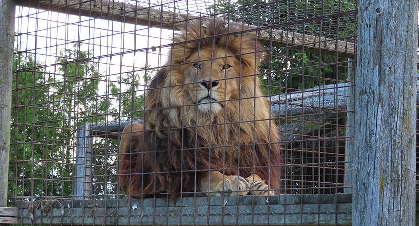 Lion at a roadside zoo in Ontario, August 2022